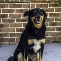 Photo of Eddie ~ Smart, Friendly Kelpie (On Trial 6/5/15)