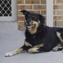 Photo of Eddie ~ Smart, Friendly Kelpie (On Trial 6/5/15)