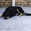 Photo of Eddie ~ Smart, Friendly Kelpie (On Trial 6/5/15)