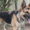 Photo of Indie On Trial In Her New Home
