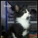 Photo of Basil