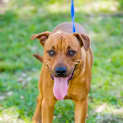 Photo of Bentley ~ #1500298