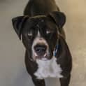 Photo of Bruiser ~ #1500354