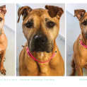 Photo of Brandy ~ #1500461
