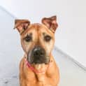 Photo of Brandy ~ #1500461