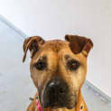 Photo of Brandy ~ #1500461