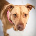 Photo of Saffron ~ #1500896
