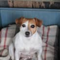 Photo of Peachy