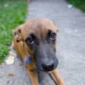 Photo of Marvin ~ Kelpie X, Puppy (On Trial 28/4/15)