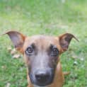 Photo of Marvin ~ Kelpie X, Puppy (On Trial 28/4/15)