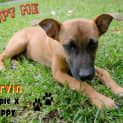 Photo of Marvin ~ Kelpie X, Puppy (On Trial 28/4/15)