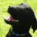 Photo of Chase