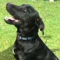 Photo of Chase