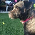 Photo of Trinity ~ Staffy X Pug (On Trial 22/3/15)