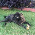 Photo of Trinity ~ Staffy X Pug (On Trial 22/3/15)