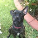Photo of Trinity ~ Staffy X Pug (On Trial 22/3/15)