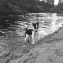 Photo of Jackson (Adoption Pending)