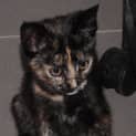 Photo of Black Torti Girl