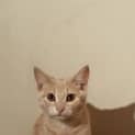 Photo of Latte