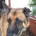Photo of Jessie On Hold Pending Adoption