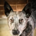 Photo of Boomer ~ #1501179
