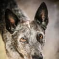 Photo of Boomer ~ #1501179