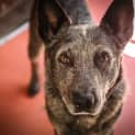 Photo of Boomer ~ #1501179