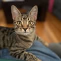 Photo of Star