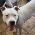 Photo of Pearl
