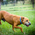 Photo of Harley ~ #1500996
