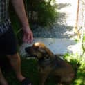 Photo of Buddy