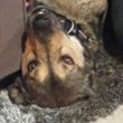 Photo of Bruno (Adoption Pending)