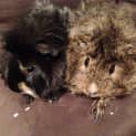 Photo of Nutty And Scruff