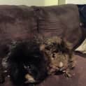 Photo of Nutty And Scruff