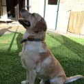 Photo of Beau *On Trial In His New Home*