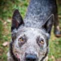 Photo of Boomer ~ #1501179