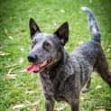Photo of Boomer ~ #1501179
