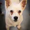 Photo of Charlie ~ 1501232