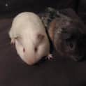 Photo of Conrad And Oakley