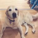 Photo of Buddy ~ (On Trial 9/5/15)