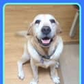 Photo of Buddy ~ (On Trial 9/5/15)
