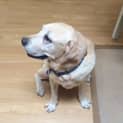Photo of Buddy ~ (On Trial 9/5/15)