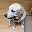 Photo of Buddy ~ (On Trial 9/5/15)