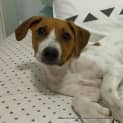 Photo of Abby ~ Red Cattle Dog X (On Trial 26/4/15)