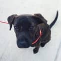 Photo of Cinders (Adoption Pending)