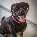 Photo of Lola ~ #1501315
