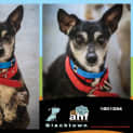 Photo of Tonto ~ #1501334