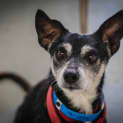 Photo of Tonto ~ #1501334