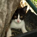 Photo of Ozzie