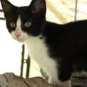 Photo of Ozzie